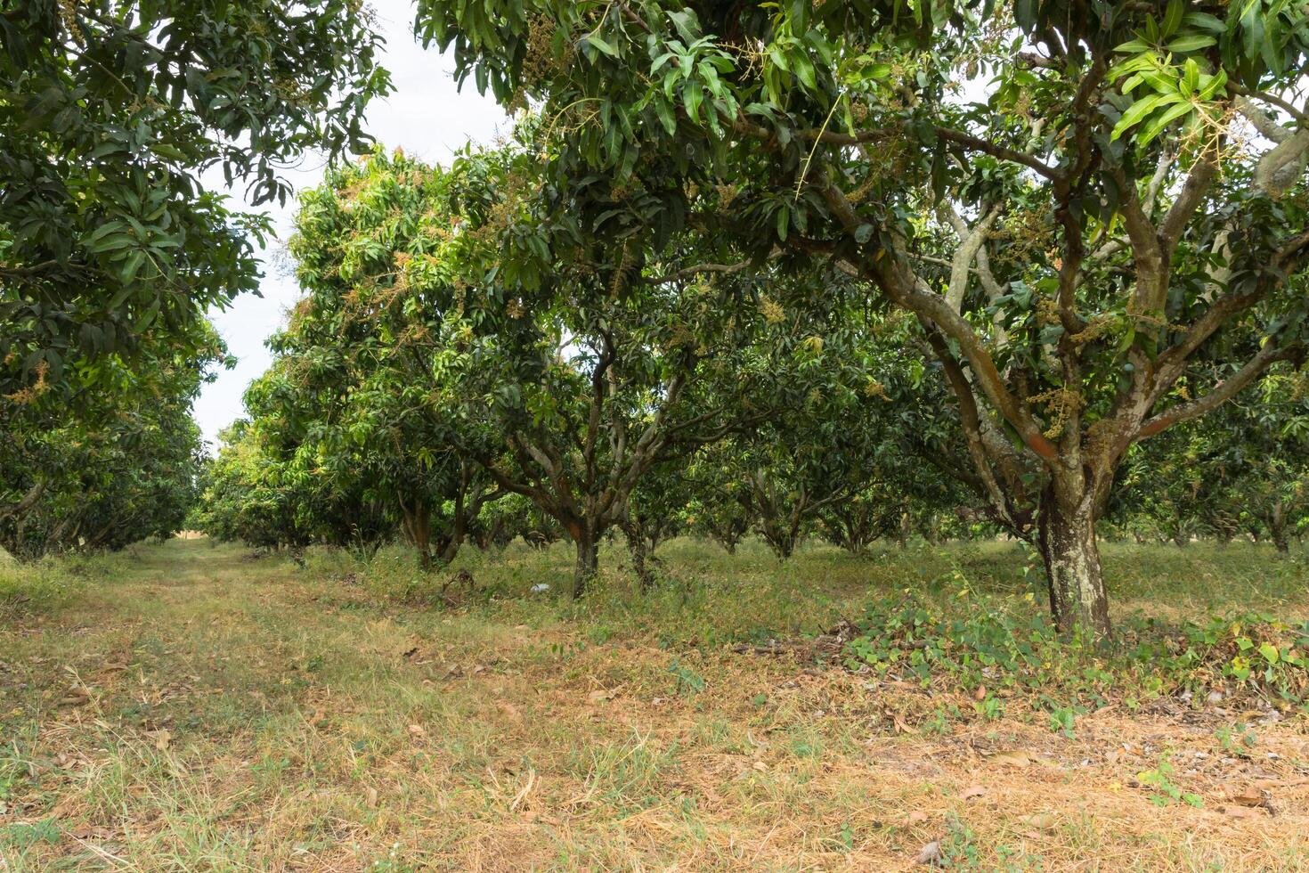 árvores na fazenda foto