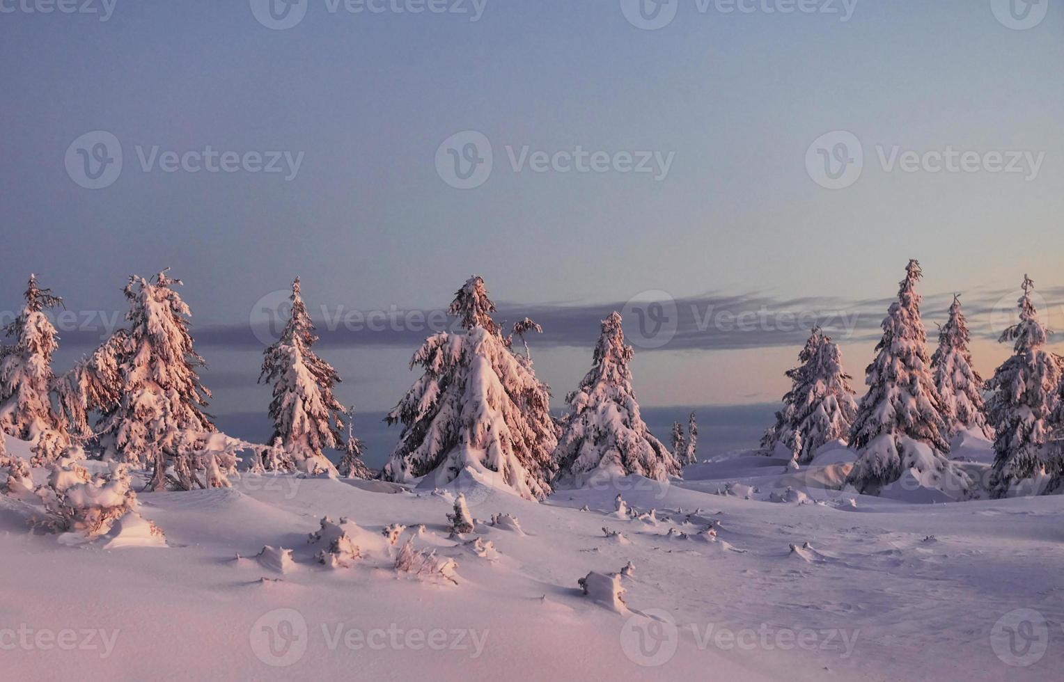 a neve cobre muito terreno e árvores. paisagem mágica de inverno foto