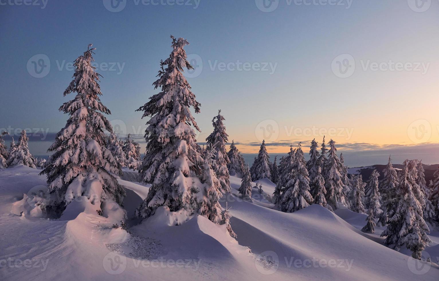 a neve cobre muito terreno e árvores. paisagem mágica de inverno foto