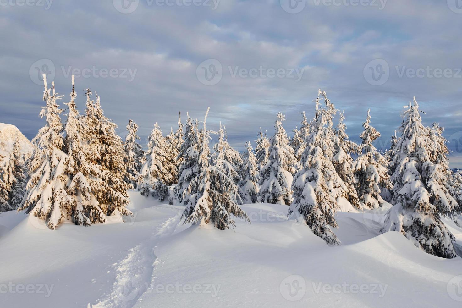 céu nublado. paisagem mágica do inverno com árvores cobertas de neve durante o dia foto