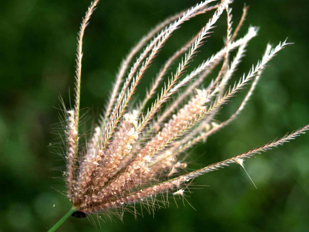 flor selvagem seca foto