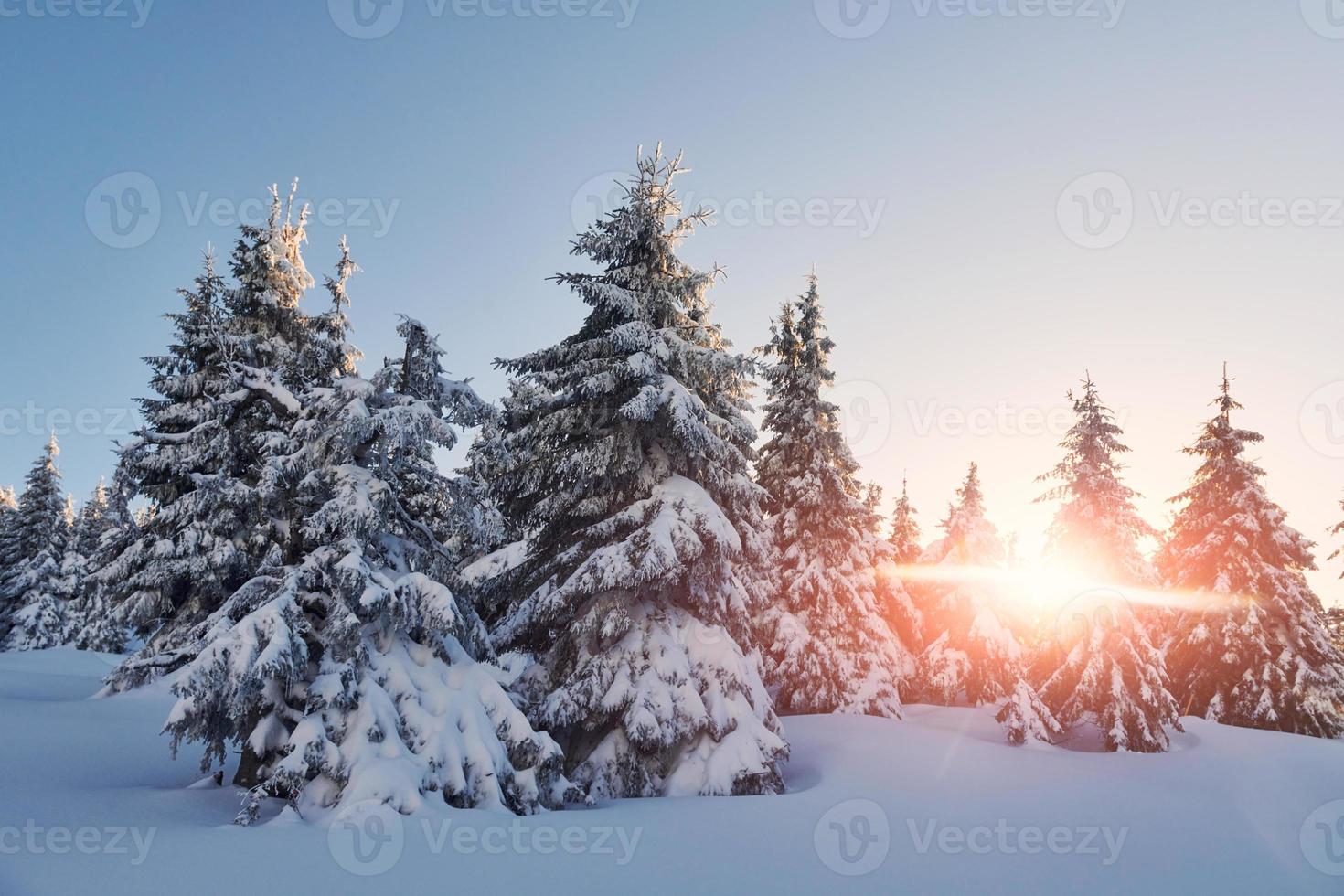 a luz do sol brilhante atravessa as árvores. paisagem mágica do inverno com neve durante o dia foto