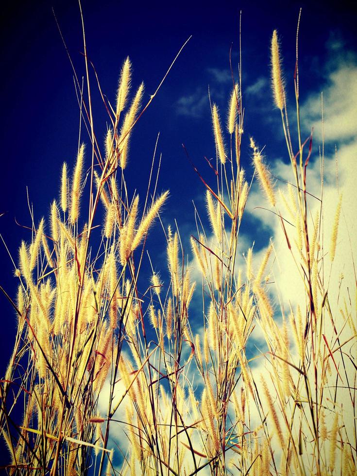 close-up de um campo de grama de trigo foto