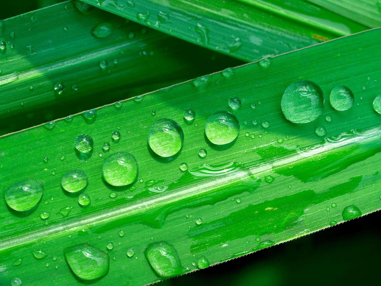 gotas de água em uma folha foto