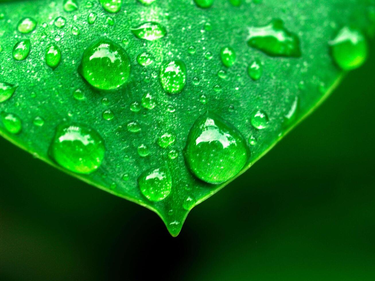 gotas de água em uma folha foto