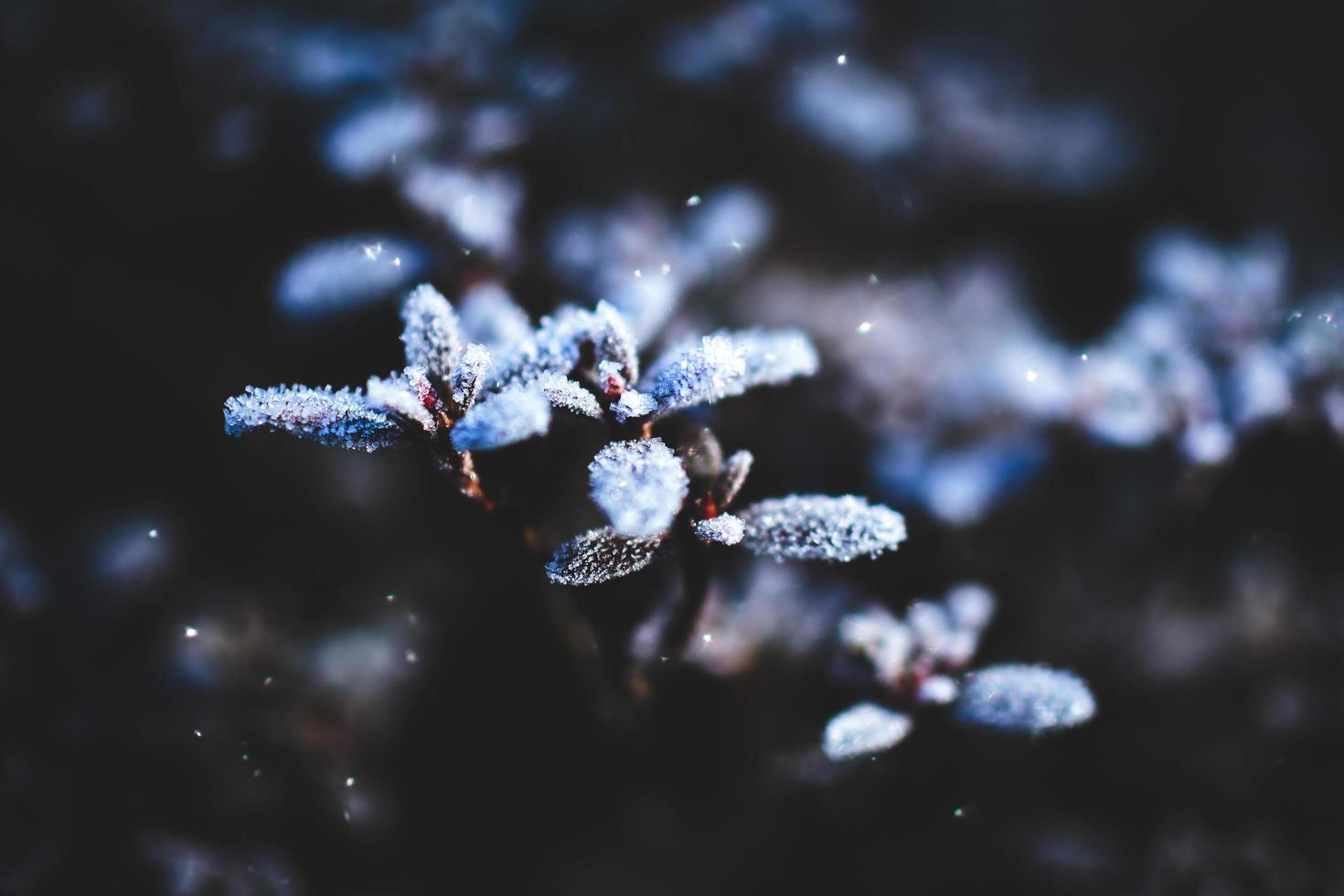 close-up de neve caindo nas folhas foto