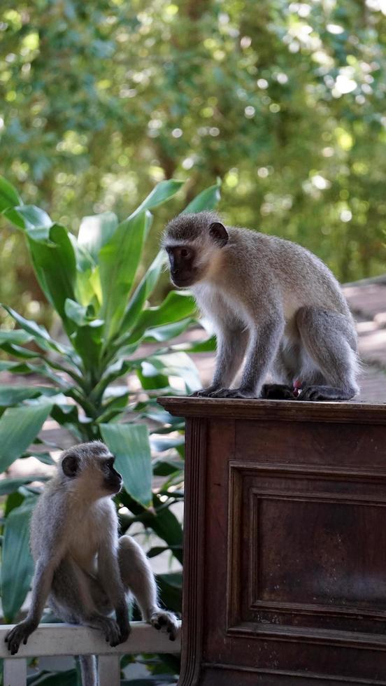dois macacos em um jardim foto