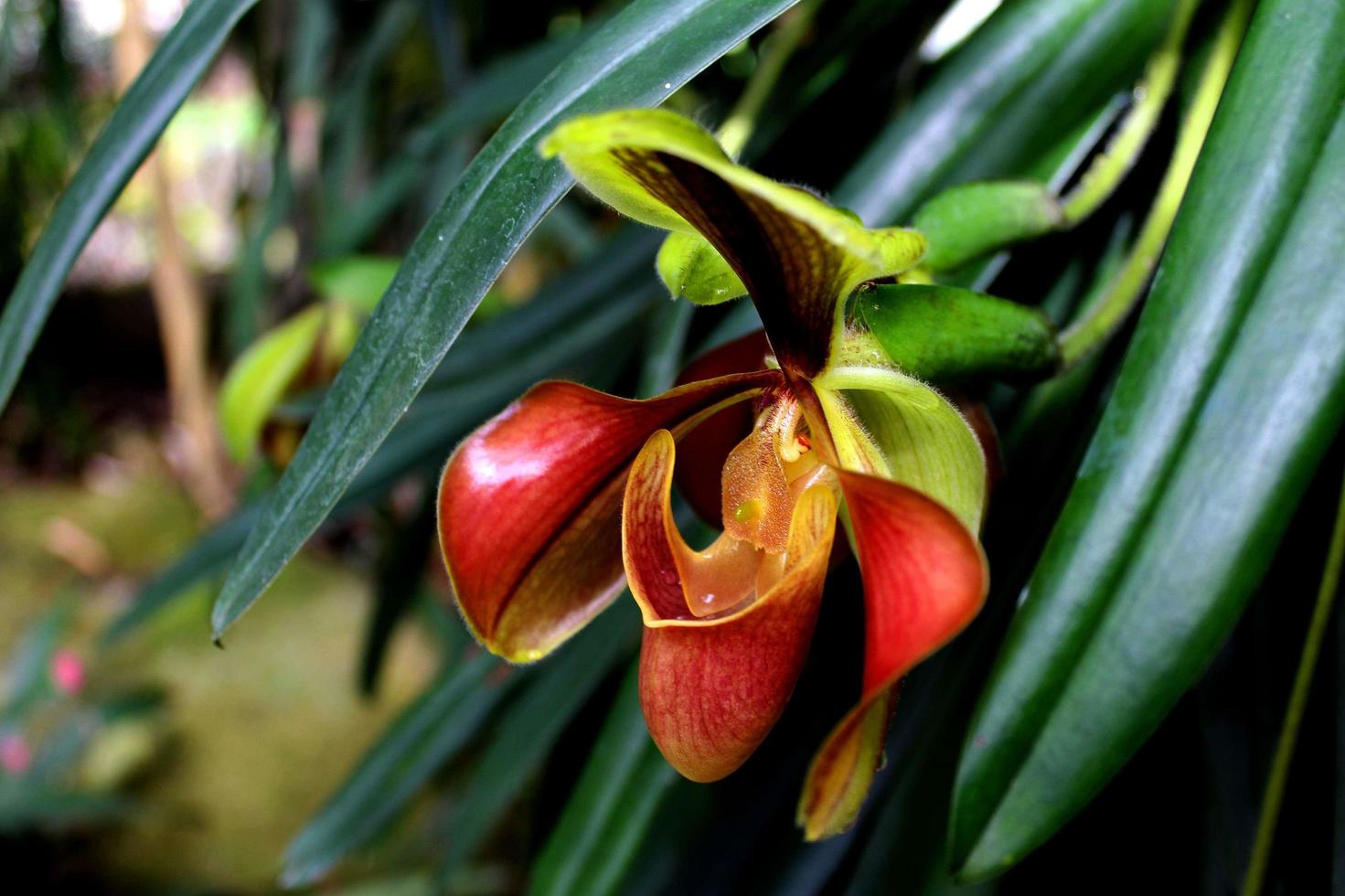 orquídea chinelo foto