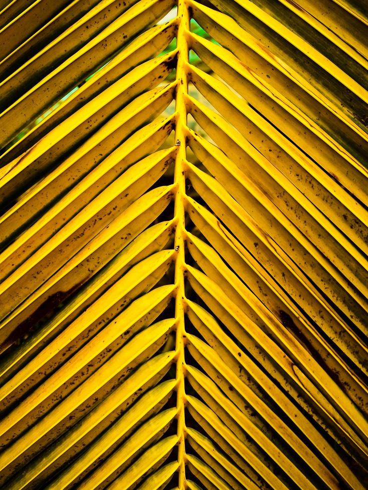 folhas de coco naturais brilhantes foto