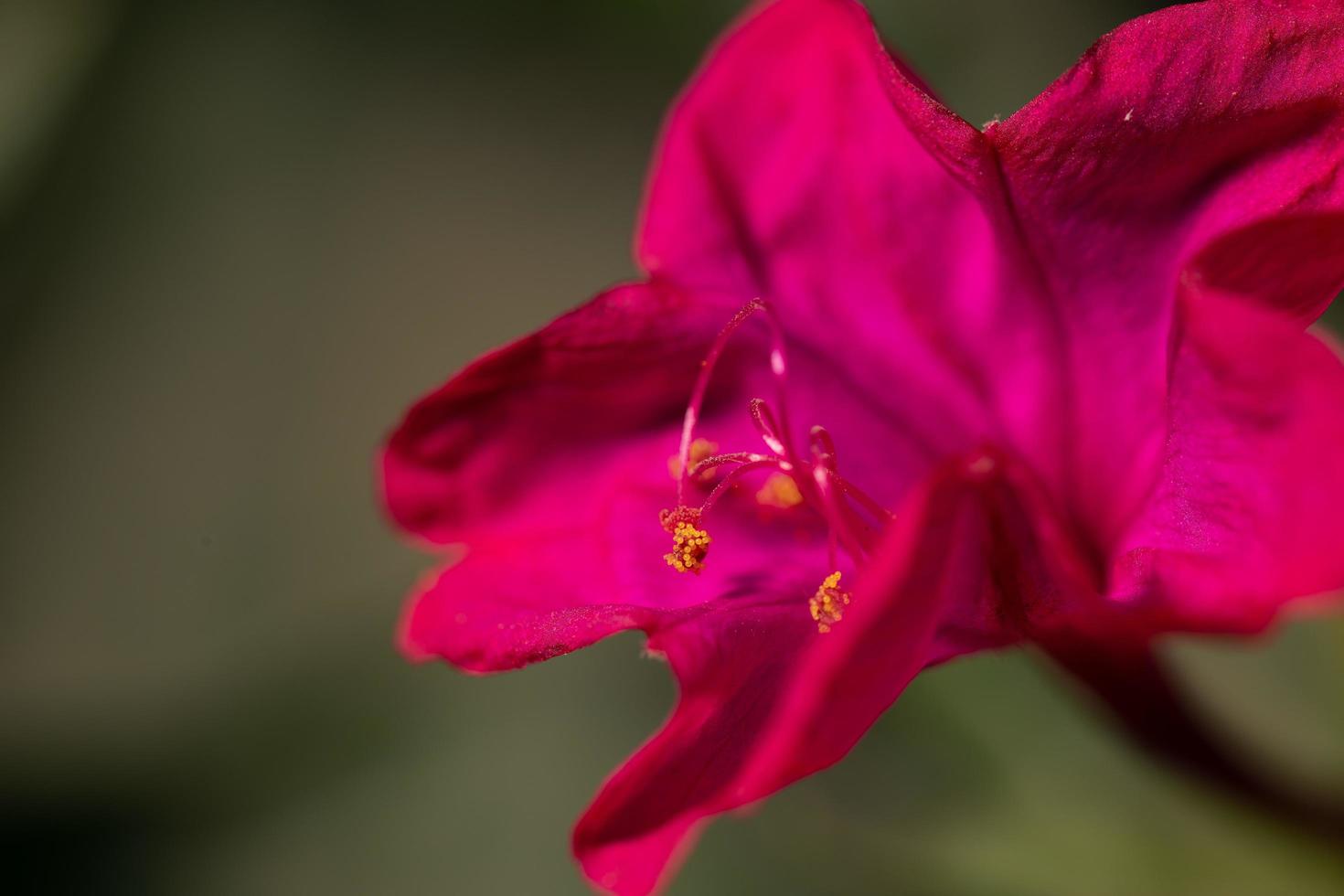 close-up de uma flor vermelha foto
