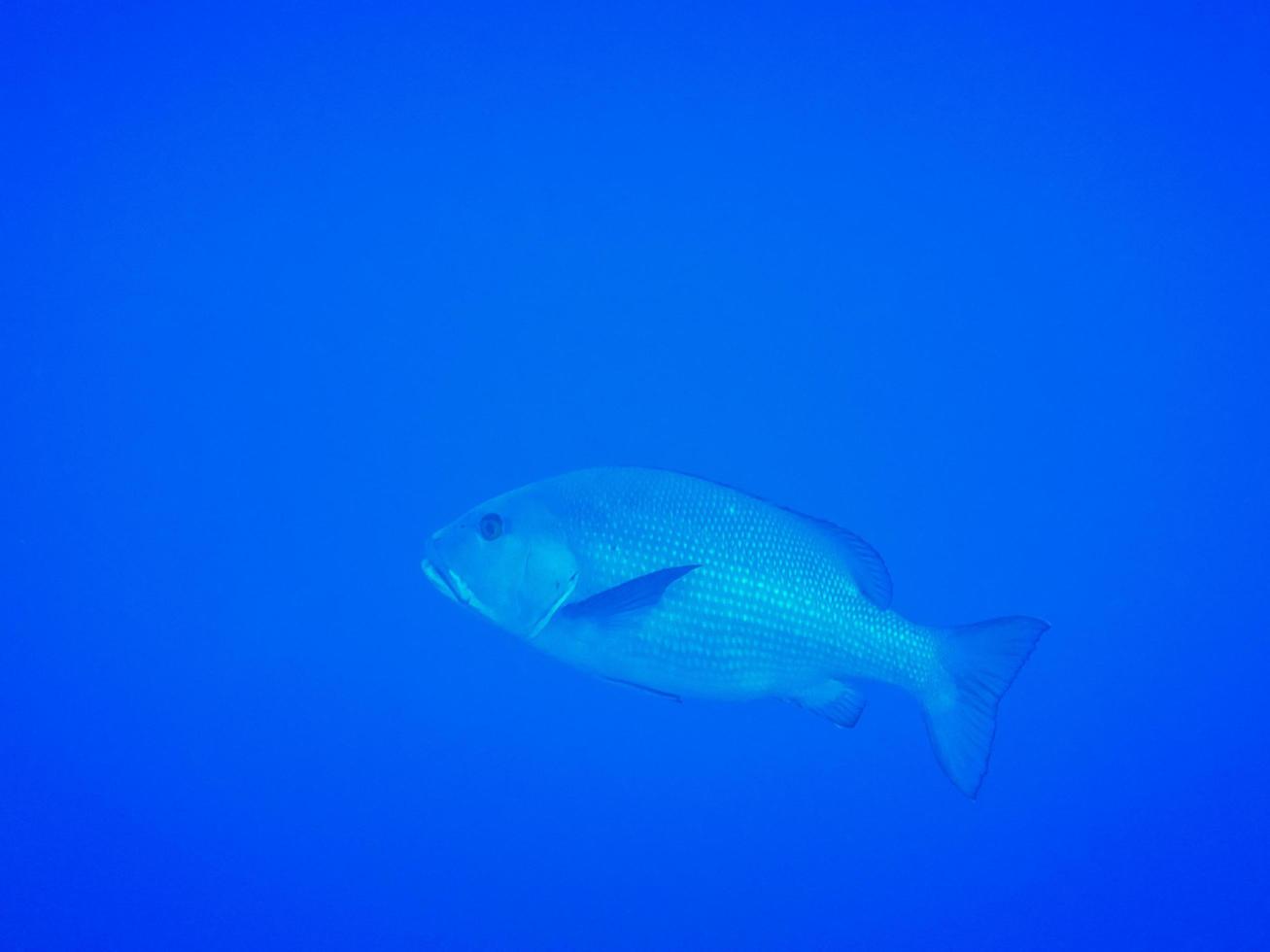 grande peixe dentex comum em água azul da vista lateral do egito foto