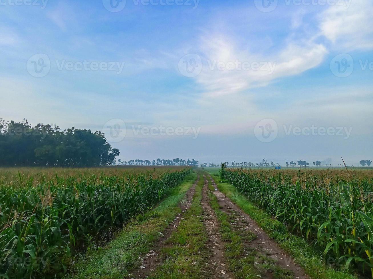 campo de milho lanscape com vibrações matinais frescas de céu azul foto
