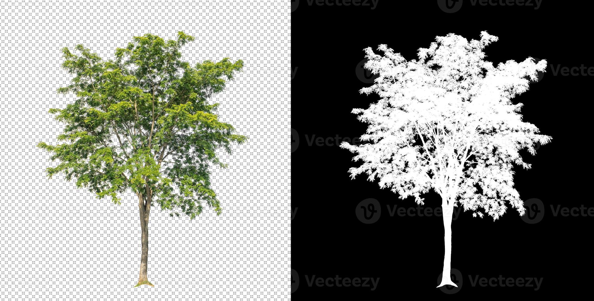 árvore em fundo de imagem transparente com traçado de recorte, única árvore com traçado de recorte e canal alfa em fundo preto foto