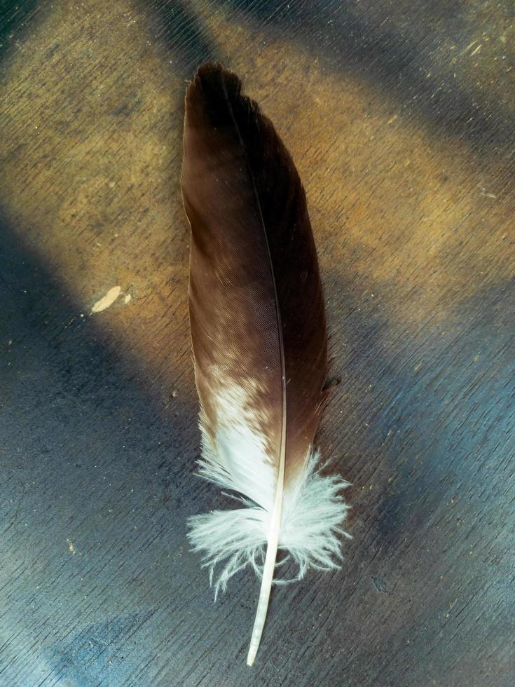 close-up de uma pena de águia contra um fundo de textura de madeira foto
