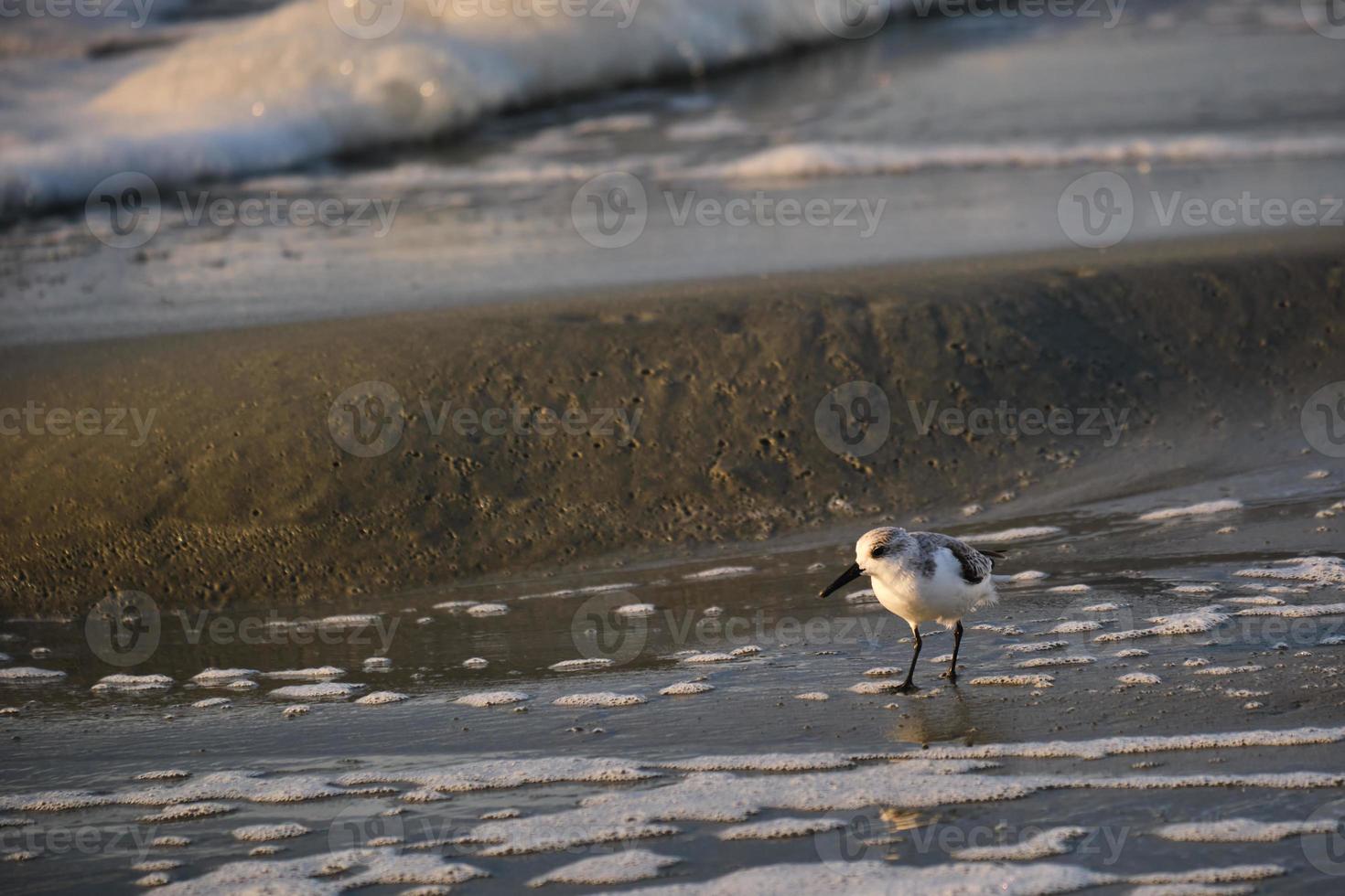 um sanderling na praia ao nascer do sol em myrtle beach carolina do sul eua foto