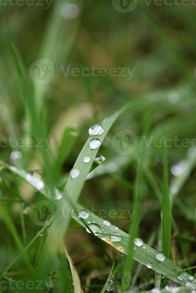 gotas de chuva de inverno na grama deixa fundo close-up exploração da natureza tamanho grande impressão de alta qualidade foto