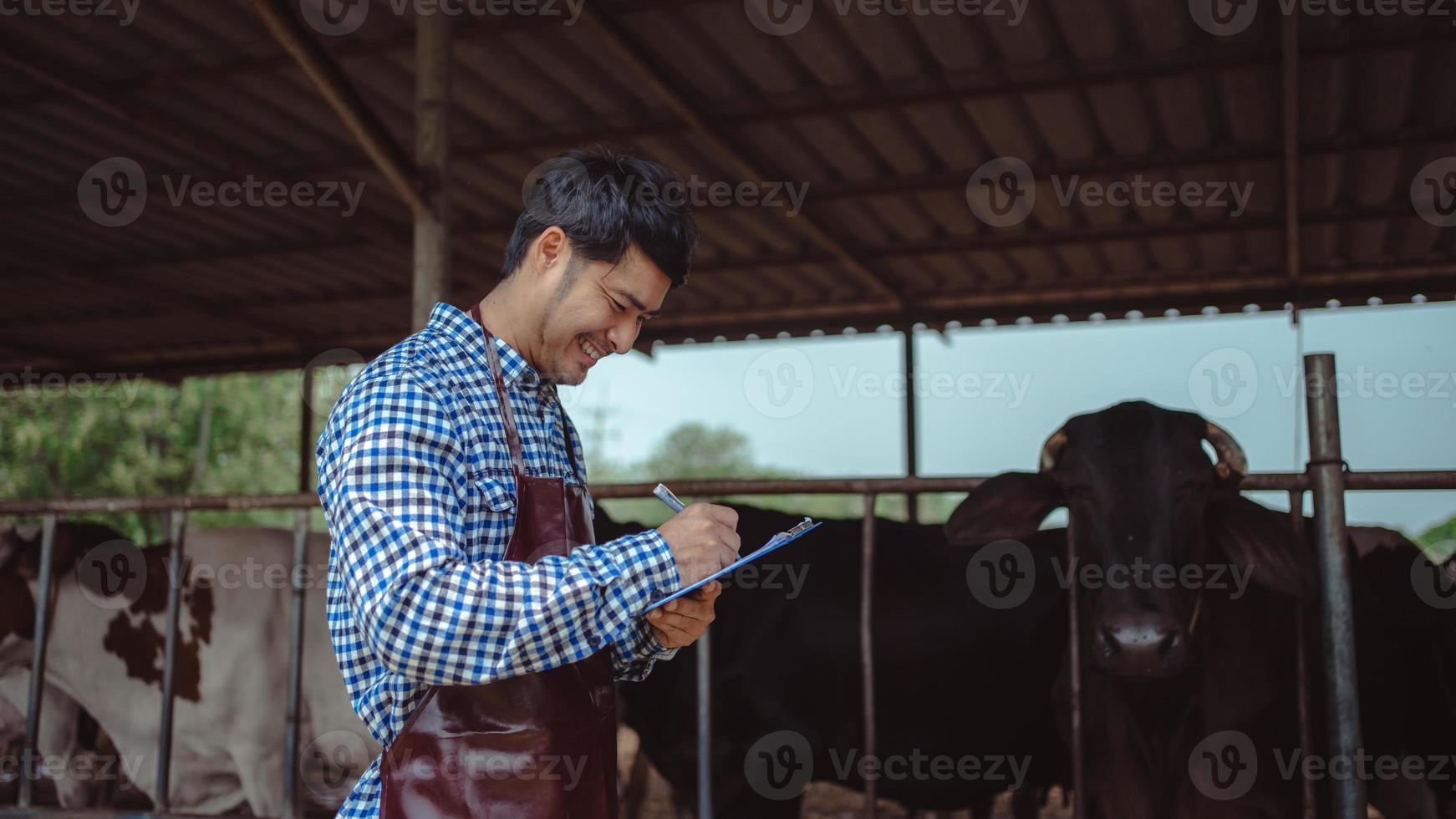 agricultor masculino trabalhando e verificando seu gado na fazenda de gado leiteiro. indústria agrícola, agricultura e conceito de pecuária, vaca na fazenda de gado comendo feno. estábulo. foto