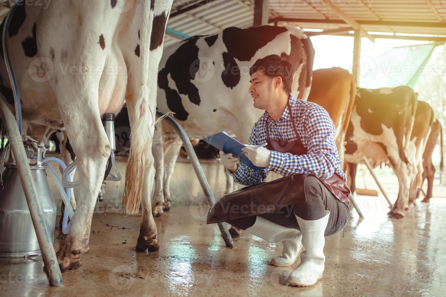 agricultor masculino trabalhando e verificando seu gado na fazenda de gado leiteiro. indústria agrícola, agricultura e conceito de pecuária, vaca na fazenda de gado comendo feno. estábulo. foto