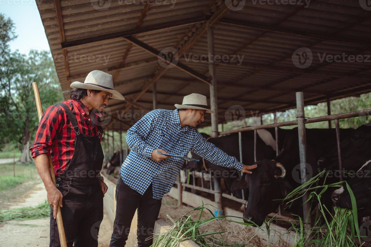 dois fazendeiros masculinos trabalhando e verificando seu gado na fazenda de gado leiteiro. indústria agrícola, conceito de agricultura e pecuária, vaca na fazenda de gado leiteiro comendo feno. estábulo. foto