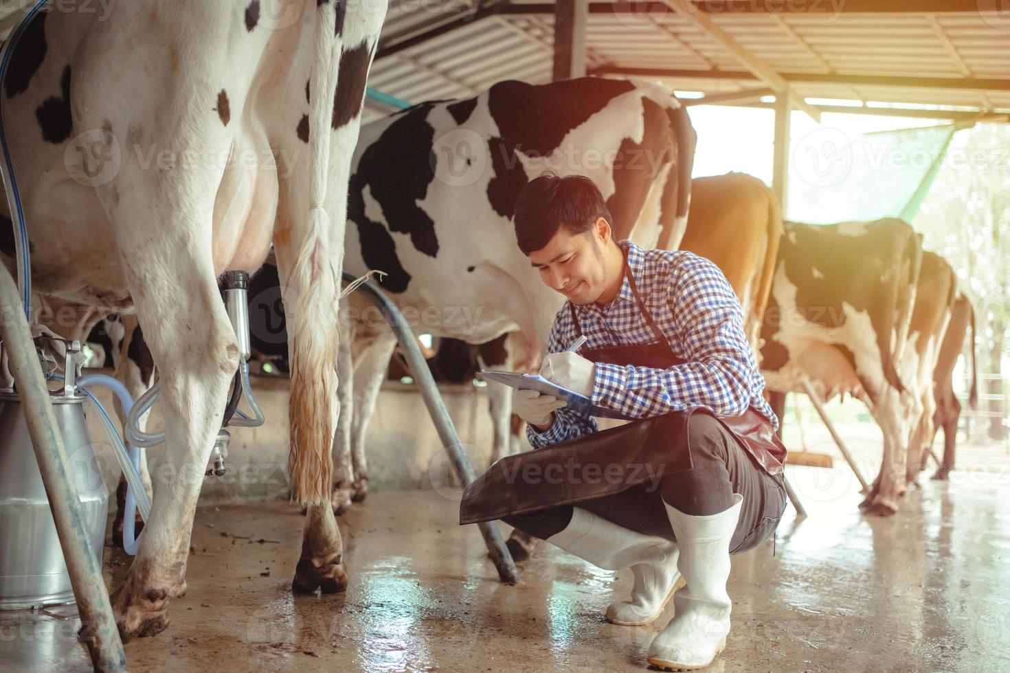agricultor masculino trabalhando e verificando seu gado na fazenda de gado leiteiro. indústria agrícola, agricultura e conceito de pecuária, vaca na fazenda de gado comendo feno. estábulo. foto