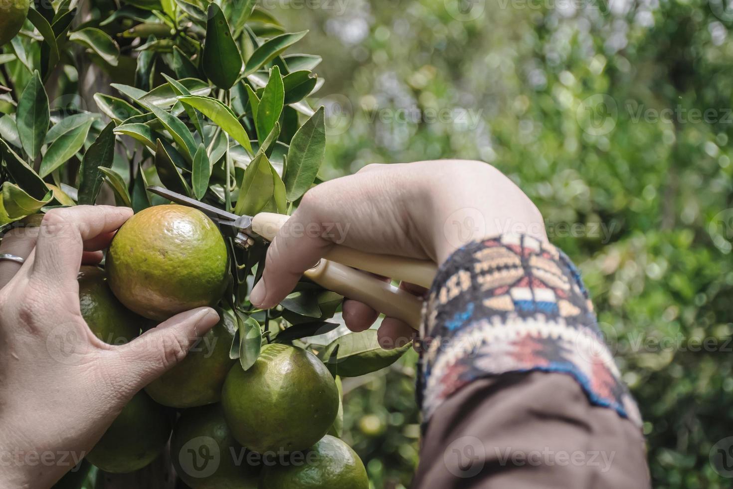 closeup de satsumas bang mot tangerina amadurecendo na árvore foto