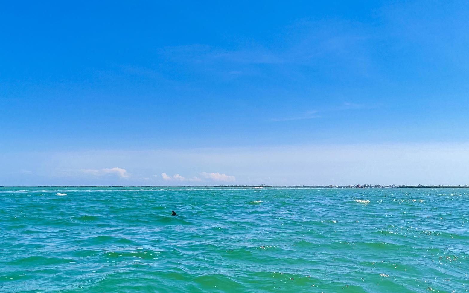 golfinhos nadando na água da ilha holbox, méxico. foto