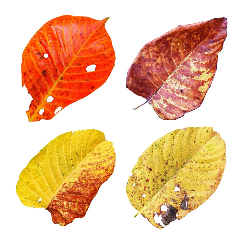 folhas de outono coloridas foto