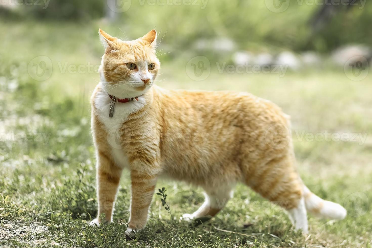 um gato listrado vermelho caminha na grama lá fora foto