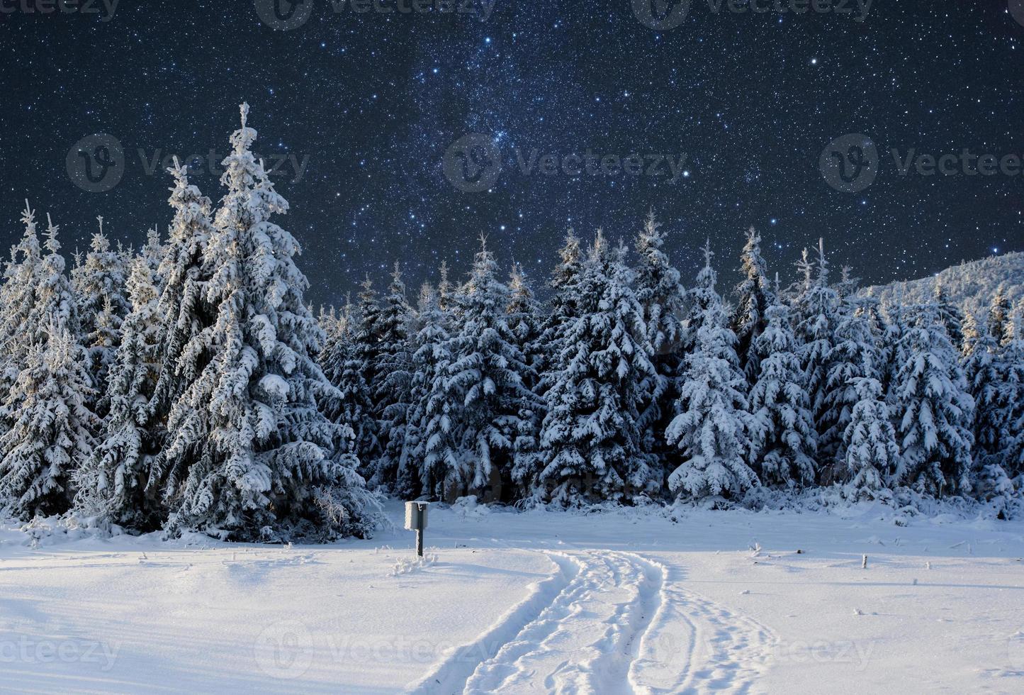 paisagem majestosa com floresta na noite de inverno com estrelas no céu. cenário de fundo foto