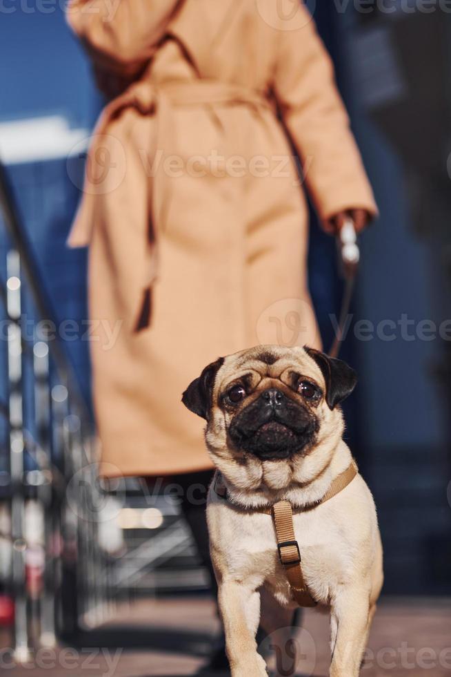 mulher em roupas quentes dá um passeio com seu cachorrinho pug perto do prédio comercial que está no fundo foto