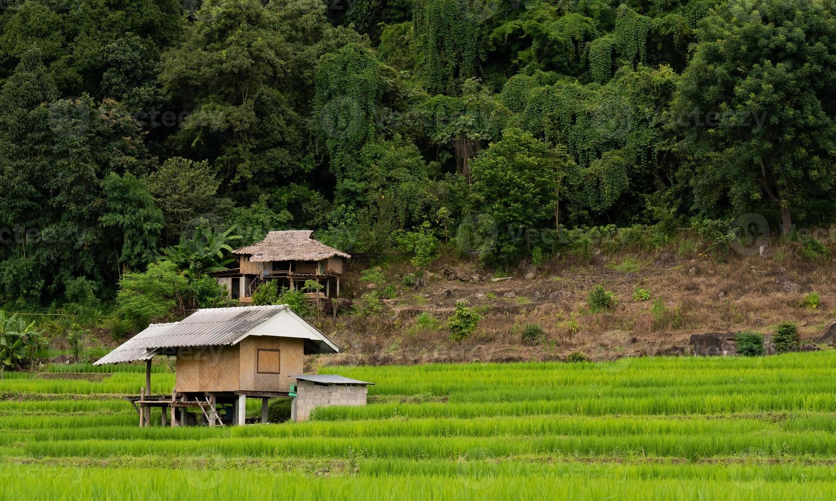 paisagem de pequena cabana e terraço de arroz verde na estação chuvosa em ban pa pong piang, chiangmai, tailândia foto