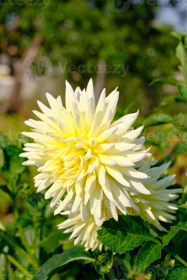 flor de dália branca crescendo na trama dacha em dia ensolarado. 15268161  Foto de stock no Vecteezy