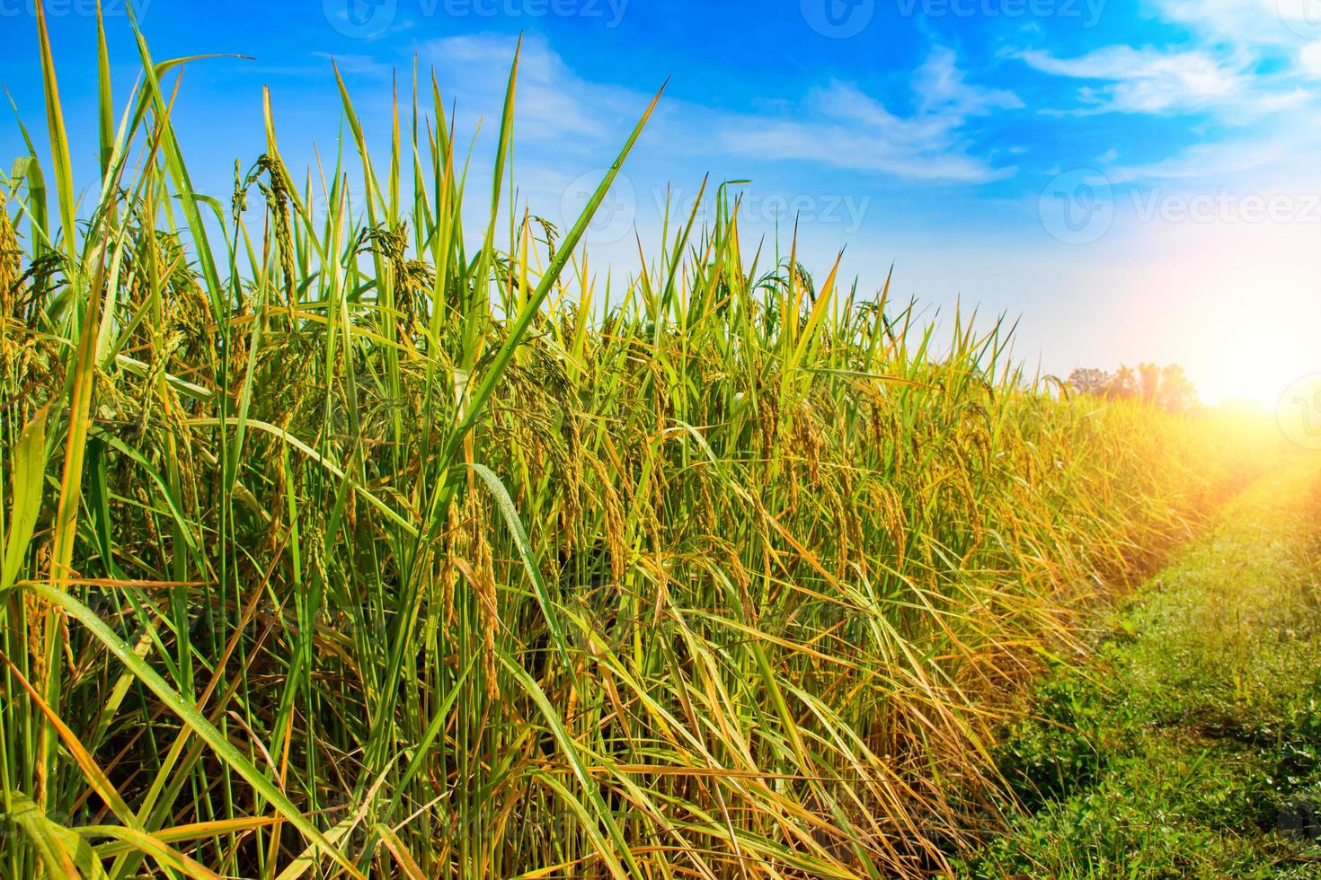 paisagem de campo de arroz. espigas douradas de arroz cheias de campos de arroz, arrozais, época de colheita, luz quente, fazenda natural, fazenda orgânica. foto