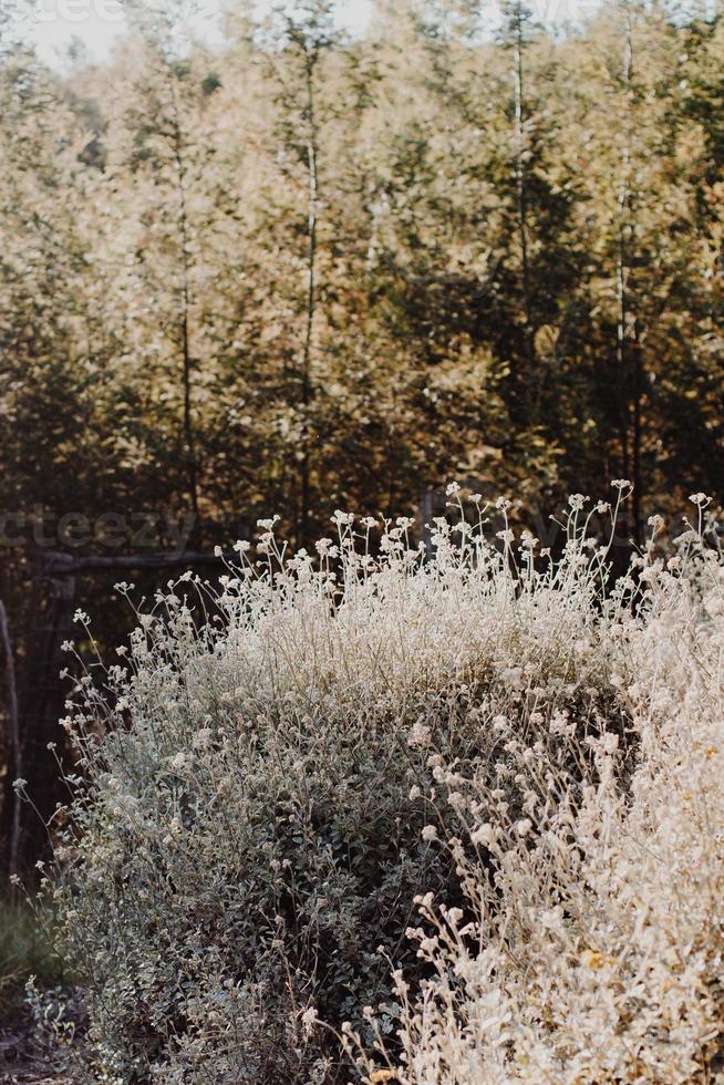 fynbos sul-africano foto