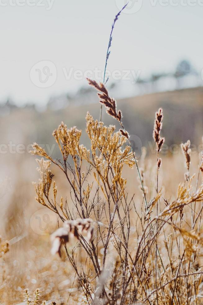 fynbos sul-africano foto