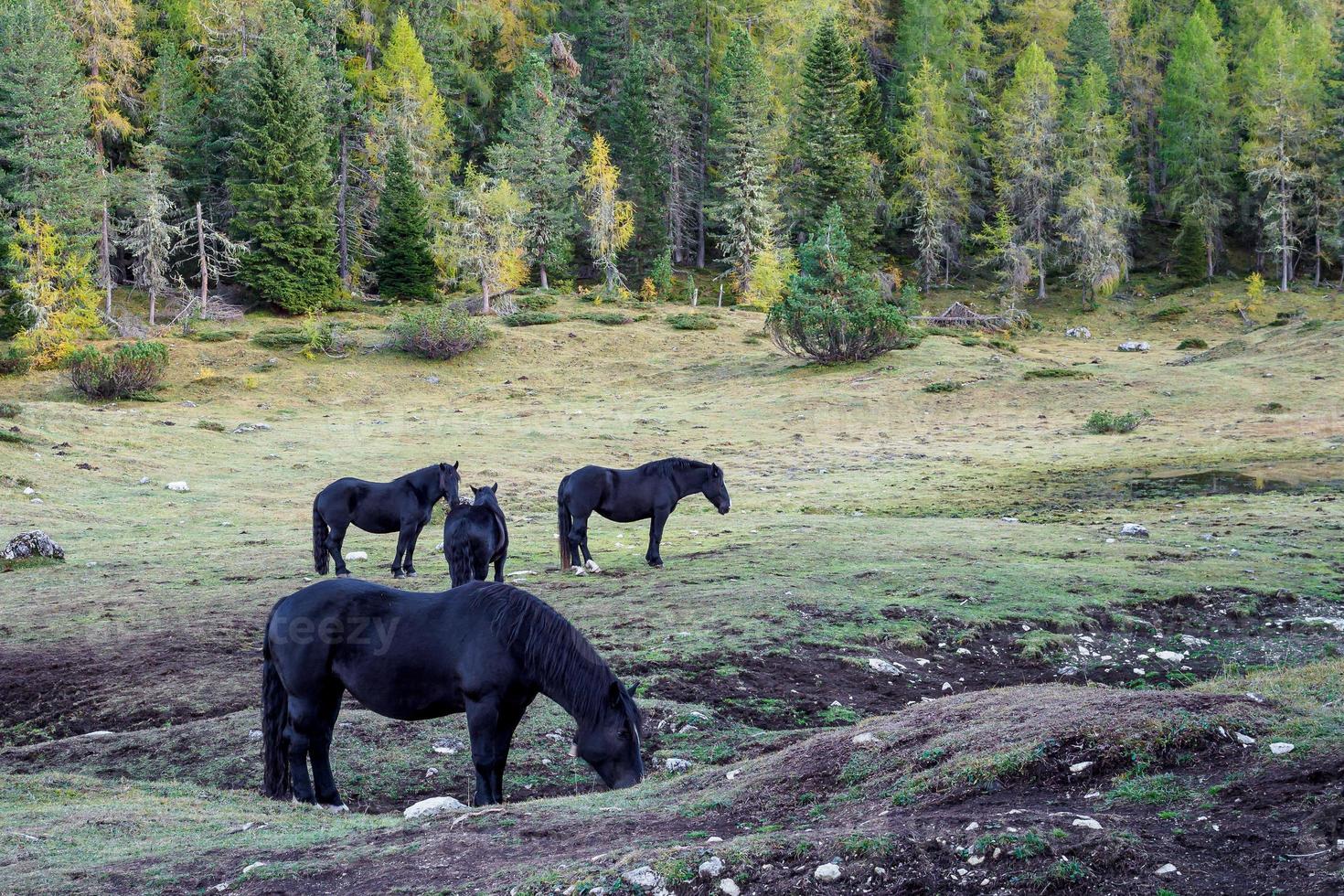 cavalos negros pastando em pastos verdes em um vale de montanha nas dolomitas, itália foto