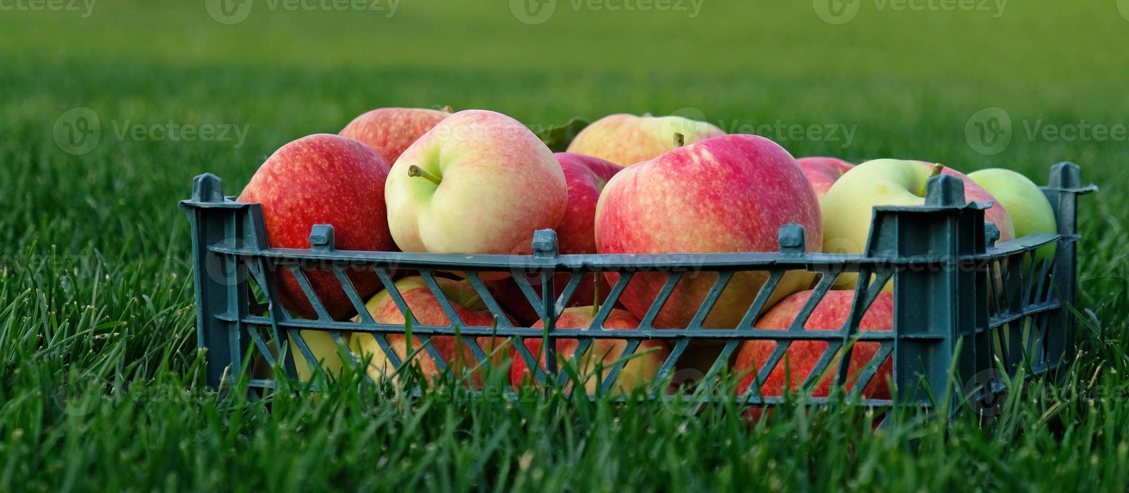 maçãs amarelas vermelhas em uma caixa de plástico na grama verde. colheita de frutas no jardim no outono, época do festival da colheita. maçãs da fazenda orgânica. modelo para publicidade. foto