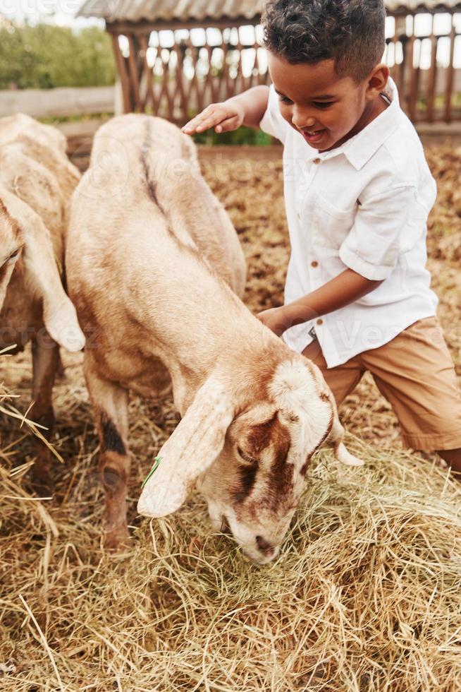 menino afro-americano bonitinho está na fazenda no verão com cabras foto