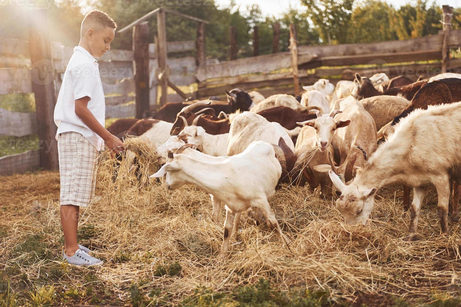 menino afro-americano bonitinho está na fazenda no verão com cabras foto