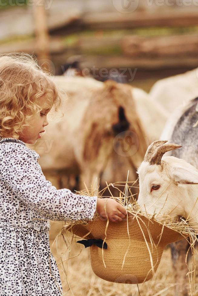 alimentando cabras. menina com roupas azuis está na fazenda no verão ao ar livre foto