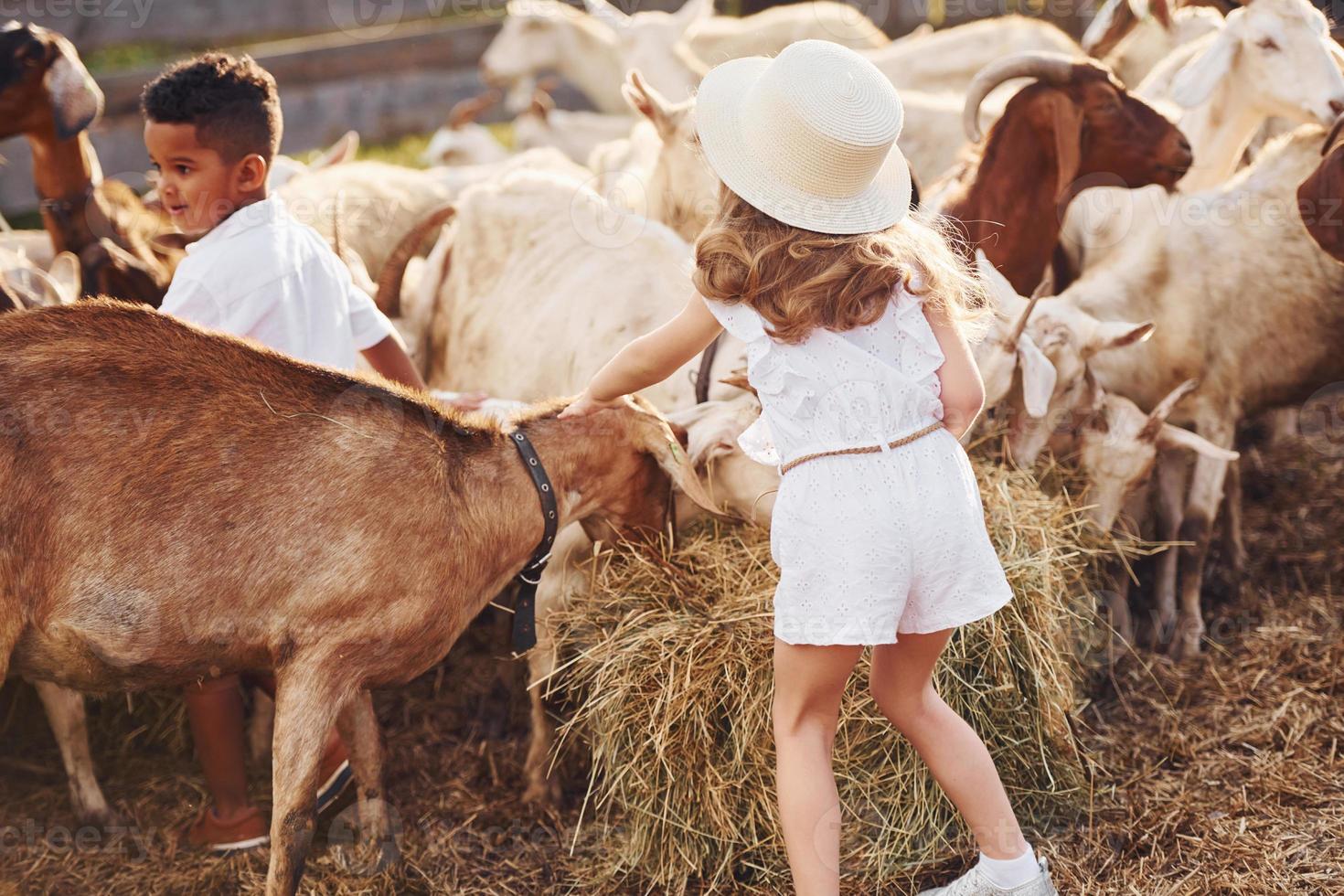 menino afro-americano bonitinho com garota europeia está na fazenda com cabras foto