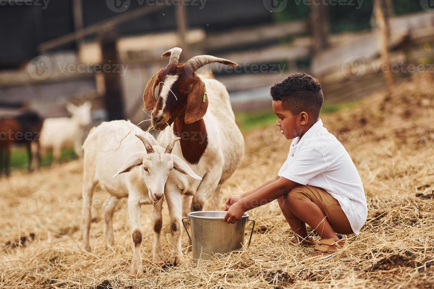 tempo quente. menino afro-americano bonitinho está na fazenda no verão com cabras foto