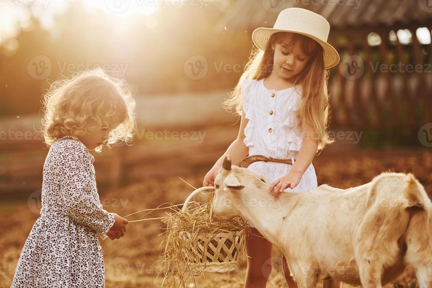 duas meninas juntas na fazenda no verão tendo fim de semana com cabras foto