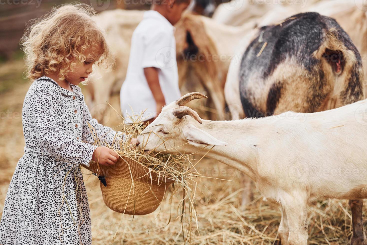 bom tempo ensolarado. menino afro-americano bonitinho com garota europeia está na fazenda com cabras foto