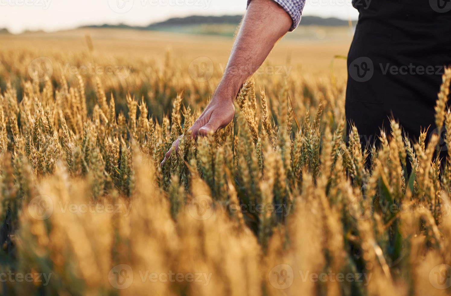 visão de partícula do homem sênior que no campo agrícola durante o dia que toca a colheita foto