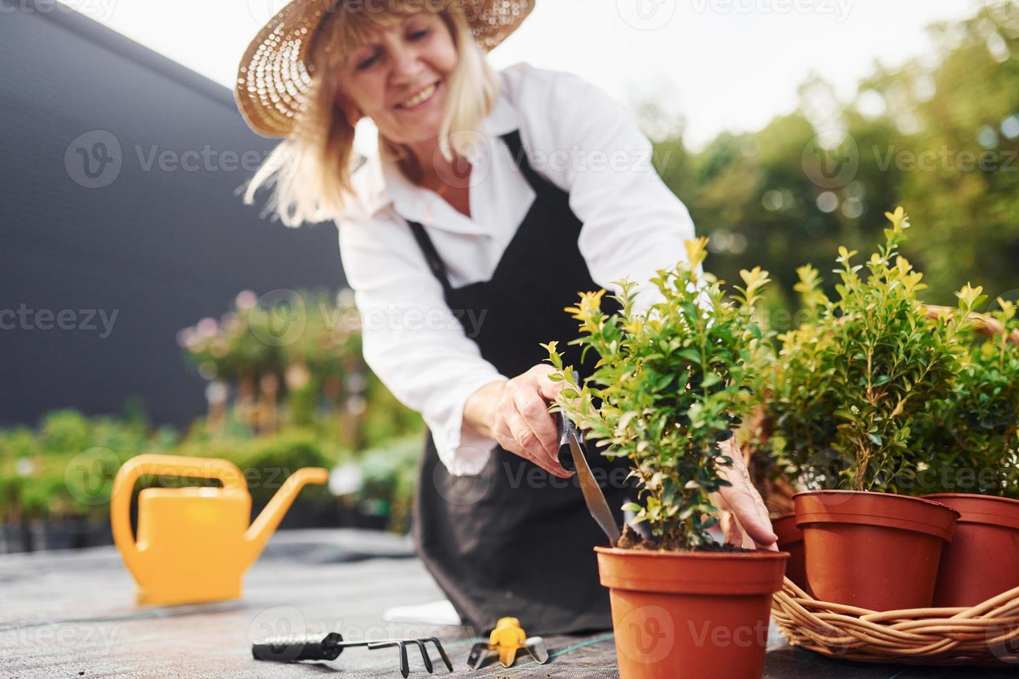 trabalhando com plantas em vasos. mulher sênior está no jardim durante o dia. concepção de plantas e estações foto