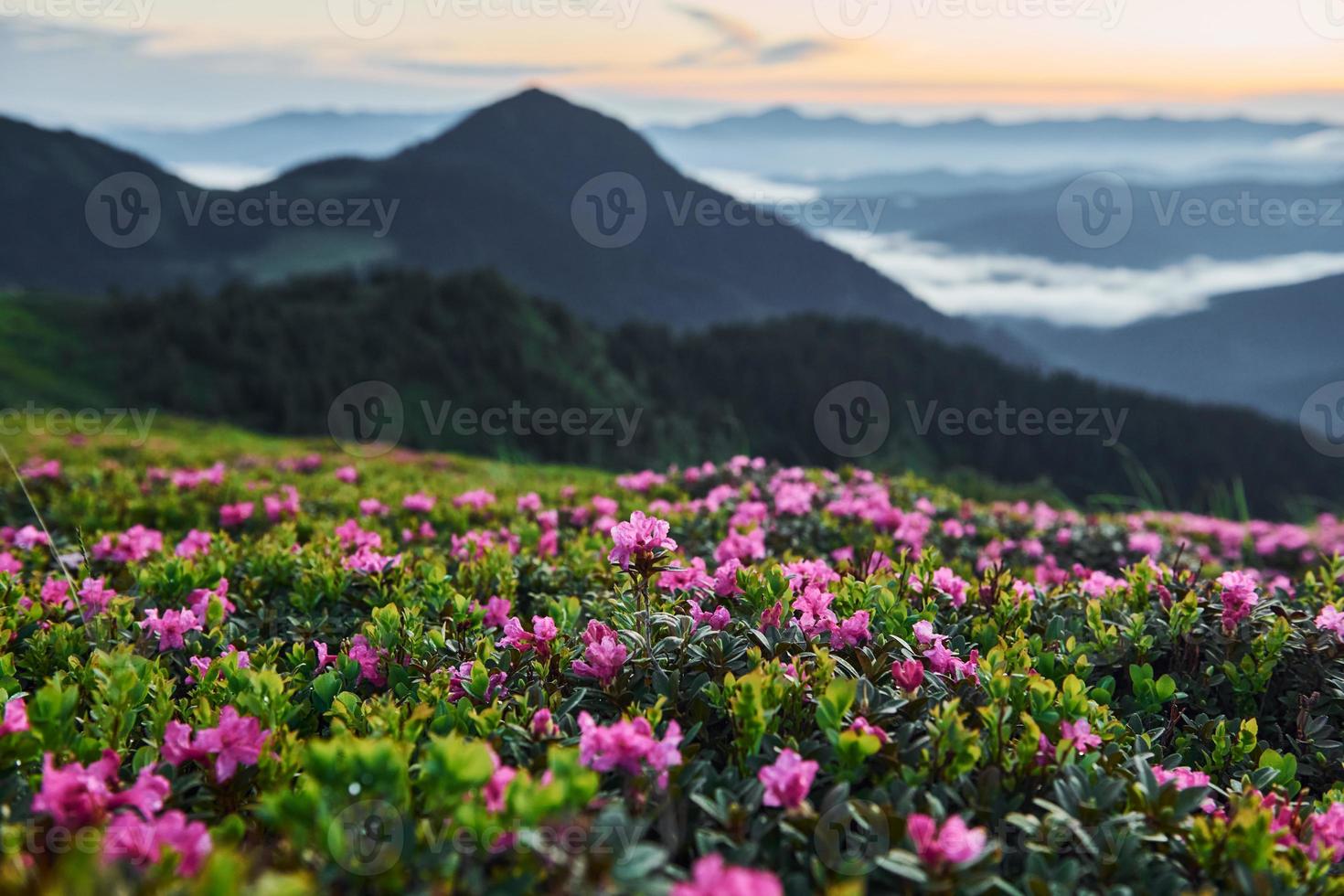 flores violetas florescendo. majestosas montanhas dos cárpatos. bela paisagem de natureza intocada foto