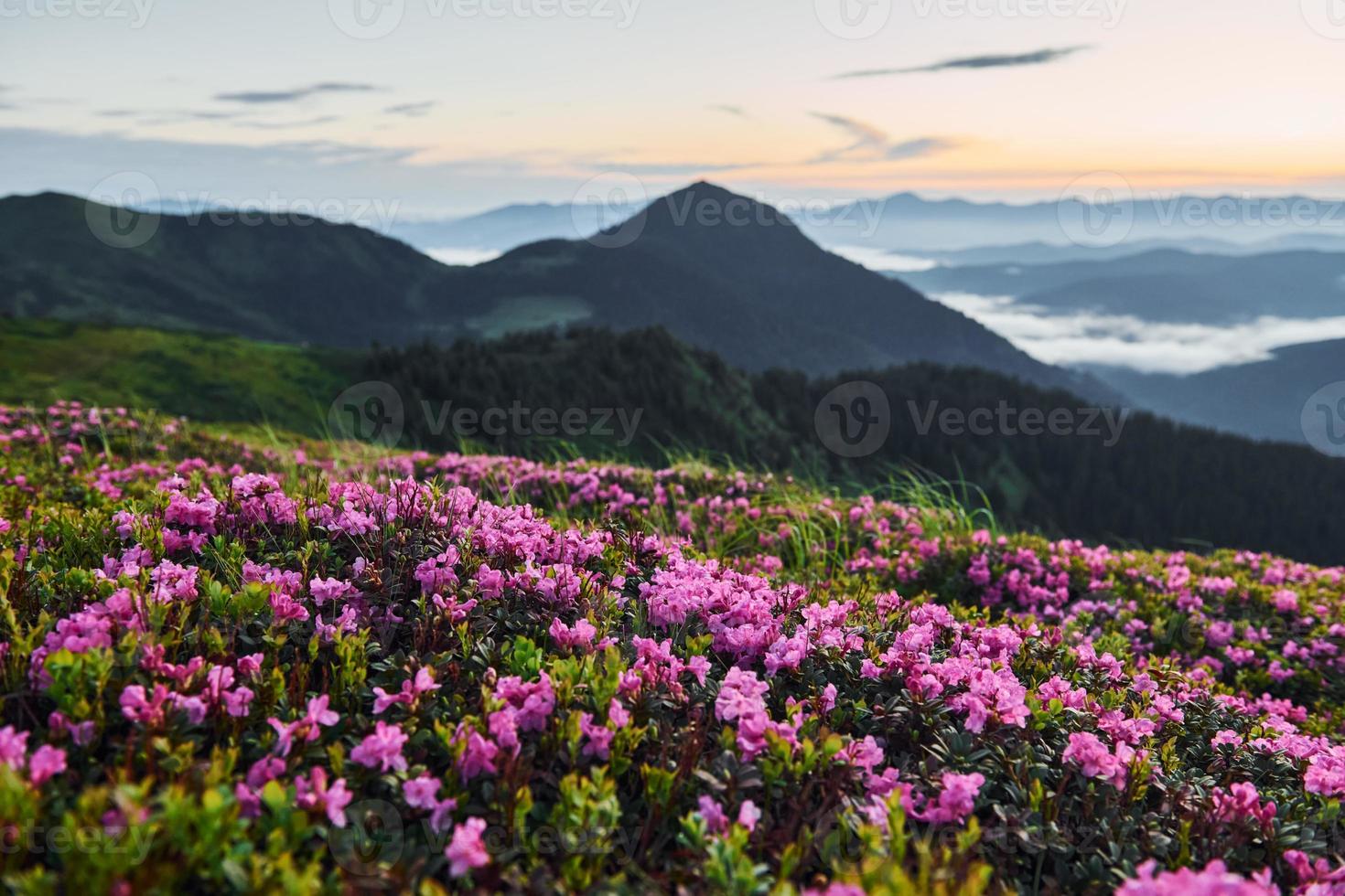 flores violetas florescendo. majestosas montanhas dos cárpatos. bela paisagem de natureza intocada foto