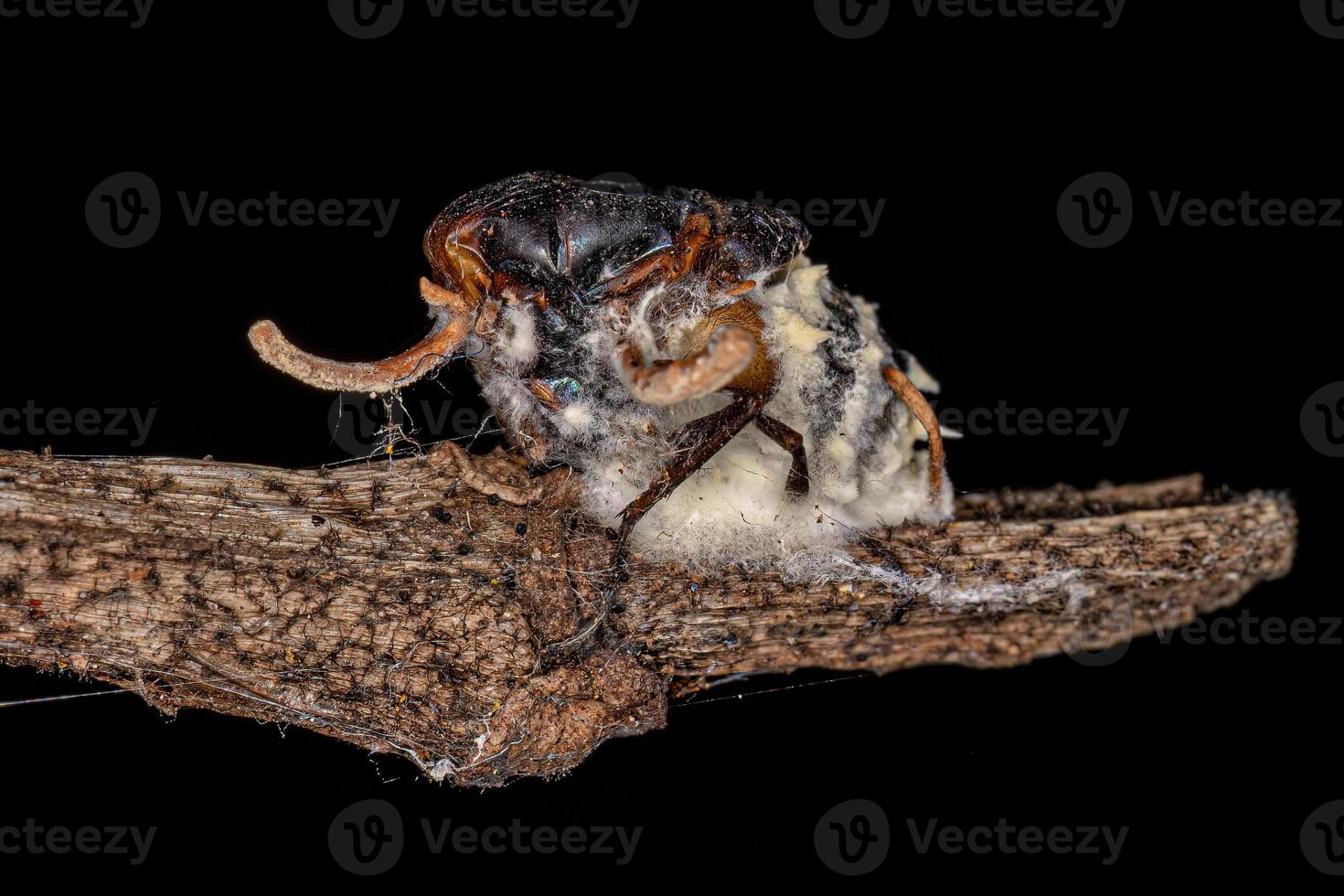 corpo de uma mosca morta por um fungo zumbi foto