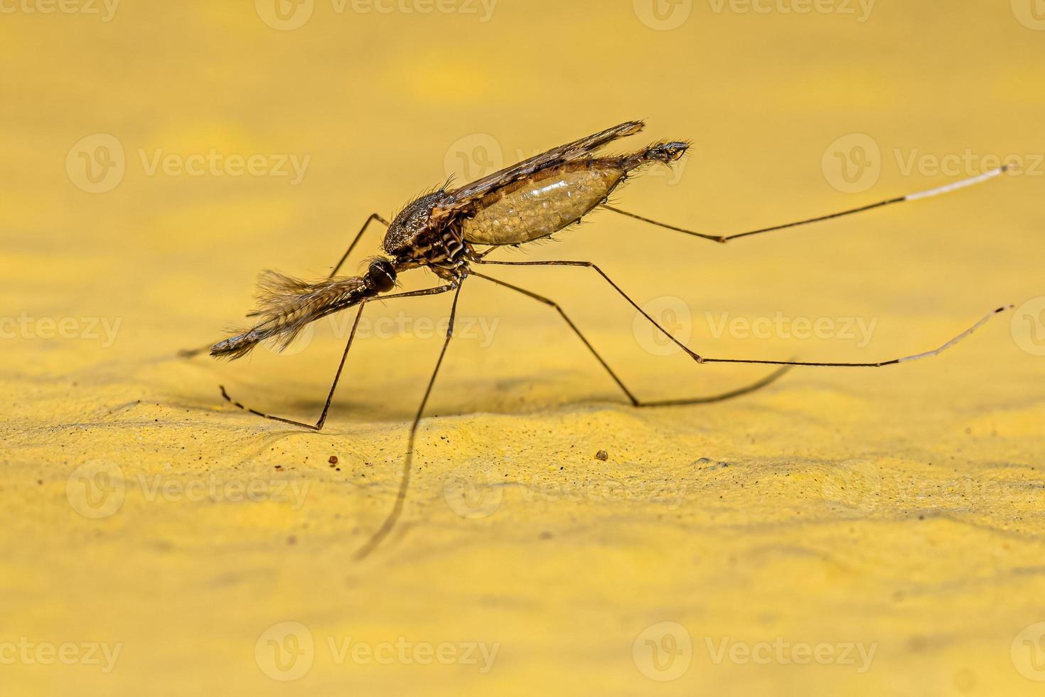 mosquito adulto da malária foto